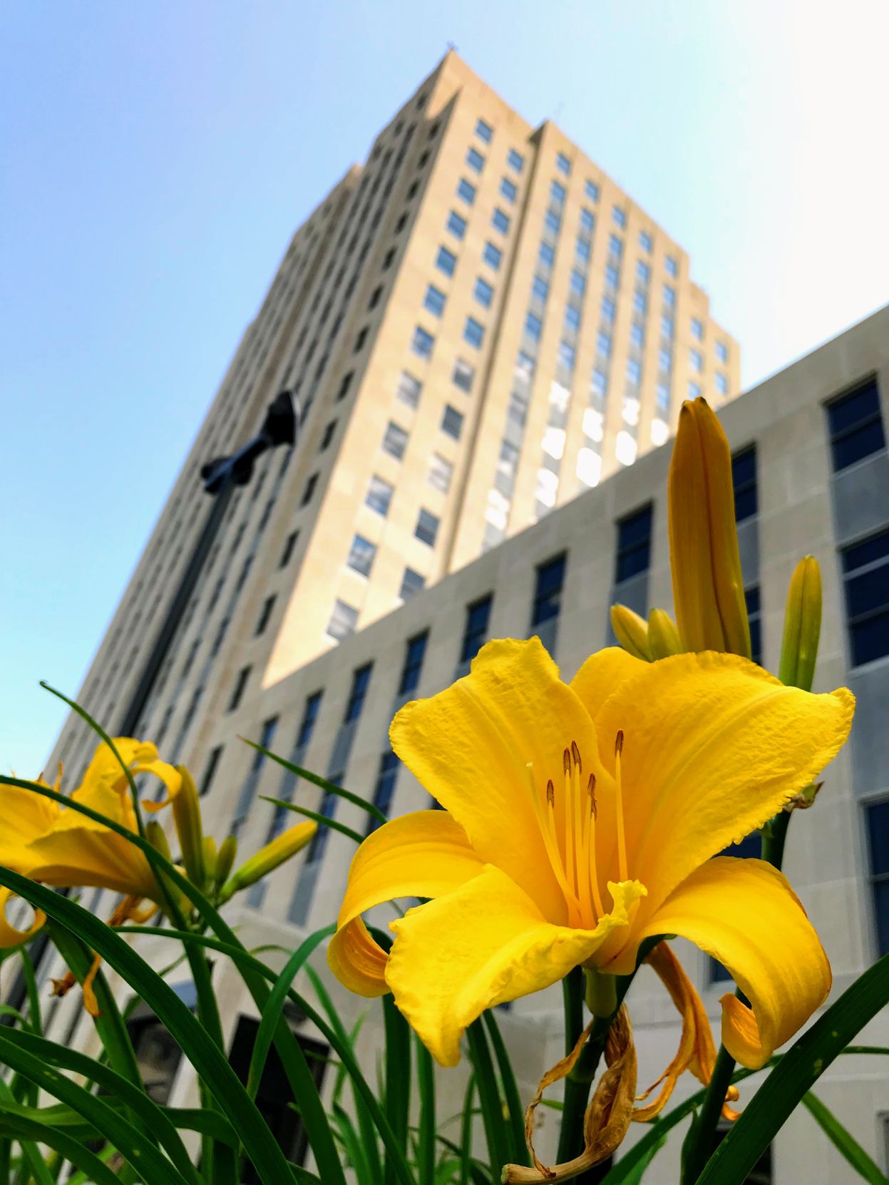 State Capitol Lily